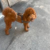 Barboncino nano disponile per la monta