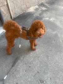 Barboncino nano disponile per la monta