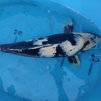 Carpa koi shiro utsuri