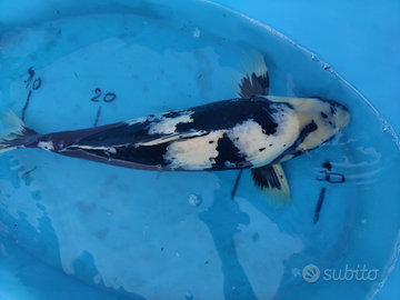 Carpa koi shiro utsuri