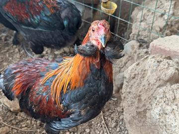 Galli 7 mesi Araucana puri