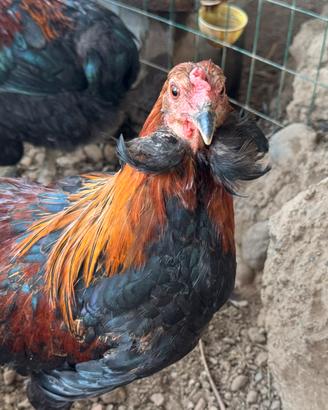 Galli 7 mesi Araucana puri
