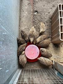 Pulcini Quaglia Jumbo