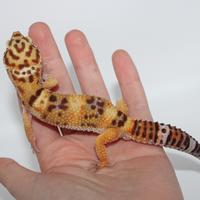Geco leopardino