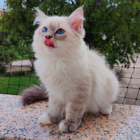 Cucciolo gatto siberiano con pedigree