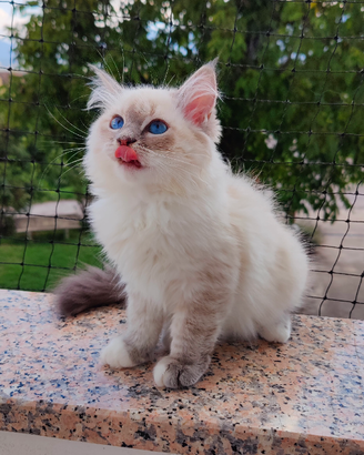 Cucciolo gatto siberiano con pedigree