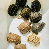 Tartarughine acquatiche