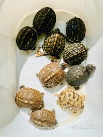 Tartarughine acquatiche