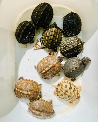 Tartarughine acquatiche