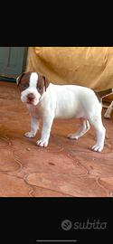 Amstaff