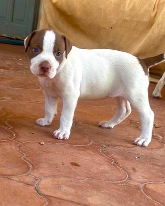 Amstaff