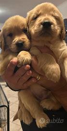 Cuccioli Golden Retriever