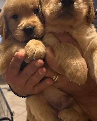 Cuccioli Golden Retriever