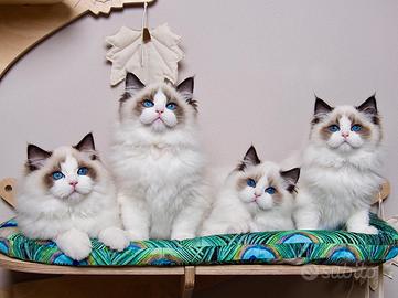 Cuccioli ragdoll seal bicolor con Pedigree