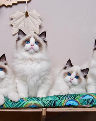Cuccioli ragdoll seal bicolor con Pedigree