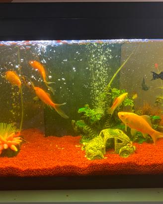 Pesci e acquario