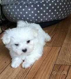 Cucciola Maltese Toy