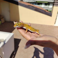Geco Leopardino