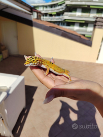 Geco Leopardino