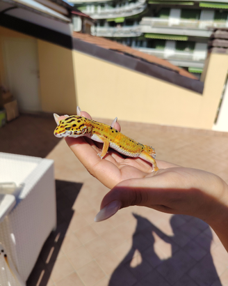 Geco Leopardino