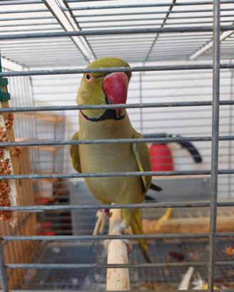 Animale lauracostanzo