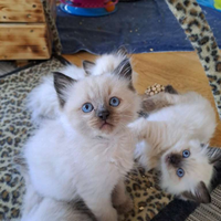 Ragdoll Blue Point genitori con Pedigree