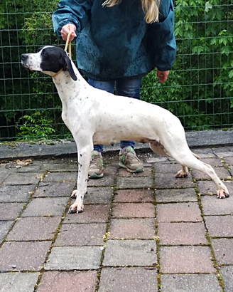 Pointer per monta