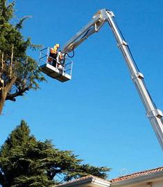 Alberi