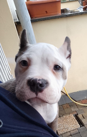 American bully standard