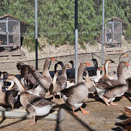 Oche cignoidi e tolosa adulte