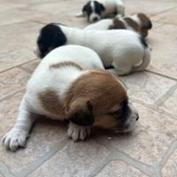 Jack Russell