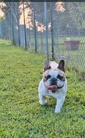Bulldog francese