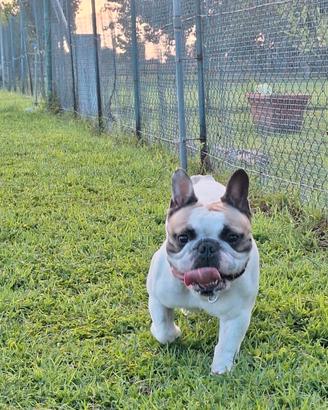 Bulldog francese
