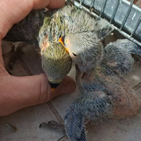 Pullo pappagallino inseparabile