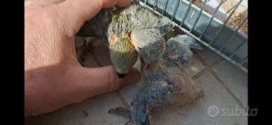 Pullo pappagallino inseparabile