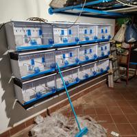 Batteria di gabbie 58