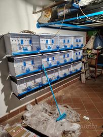 Batteria di gabbie 58