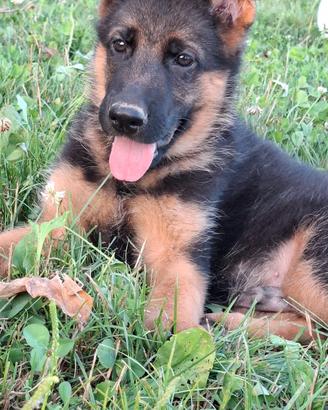 Cuccioli pastore tedesco con pedigree