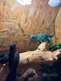 Iguana iguana blu