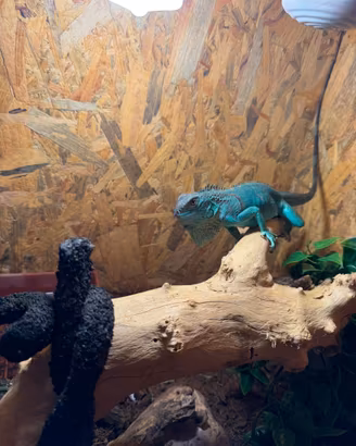 Iguana iguana blu