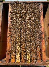 Nuclei api ligustica