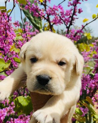 Cuccioli di Labrador