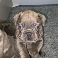 Bulldog francese Blue trattabbile