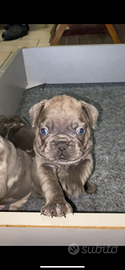 Bulldog francese Blue trattabbile