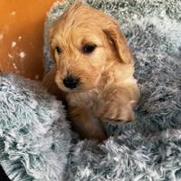 Goldendoodle f1
