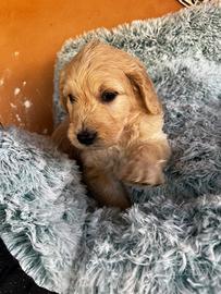 Goldendoodle f1