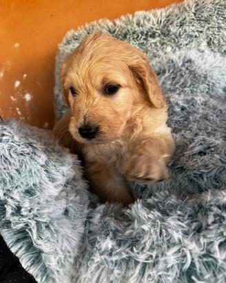 Goldendoodle f1