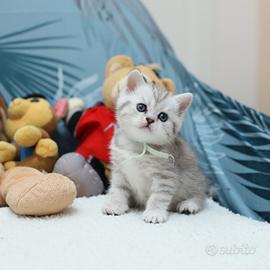 Gattini British shorthair meravigliosi Scottish