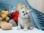 Immagine 1