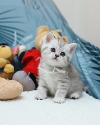 Gattini British shorthair meravigliosi Scottish